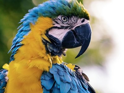 竹林幽静纪念碑模板 - 宠忆园翠绿竹林背景设计，为爱宠打造宁静致远的纪念空间